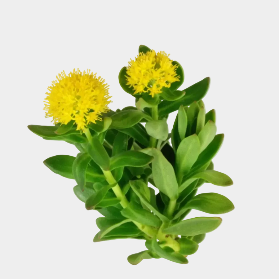 Rhodiola rosea