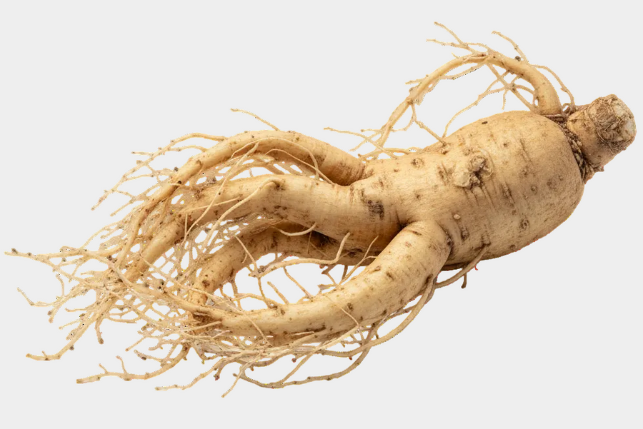 Panax ginseng